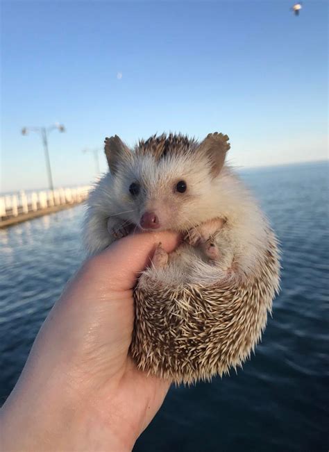 Advice On Dry Hedgehog Ears Help😢 Rhedgehog