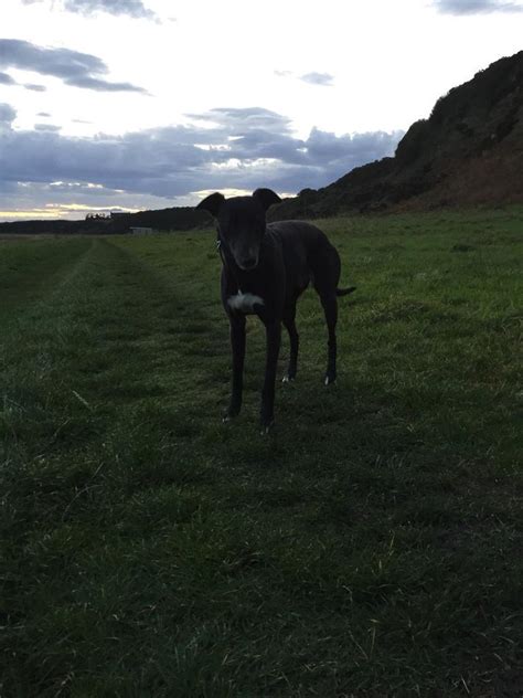 Lurcher For Sale In Tain Highland Gumtree