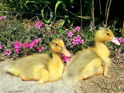 Ducks are a perfect addition to your small farm. Duck Breeds for Backyard Flocks | HGTV