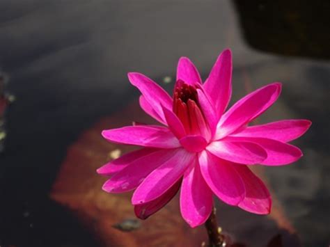 Nymphaea Red Flare Night Blooming