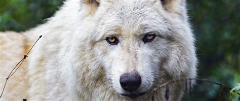 Download Wallpaper 2560x1080 Arctic Wolf Wolf Predator Animal Dual