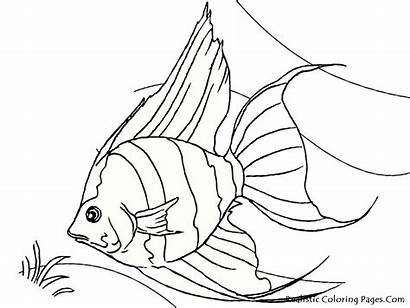 Fish Coloring Tropical Pages Realistic Angel Drawing