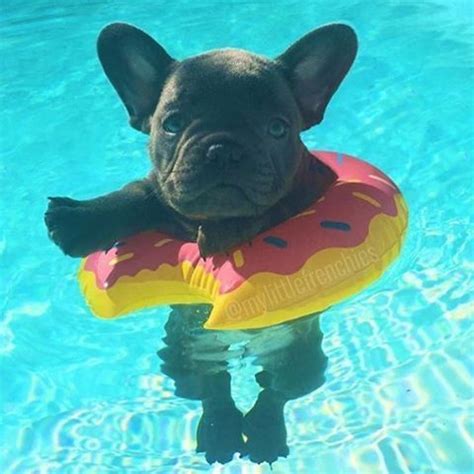 Seuol motor show model song jua cleavage.gif; French bulldog puppy floating in swimming pool | LuvBat
