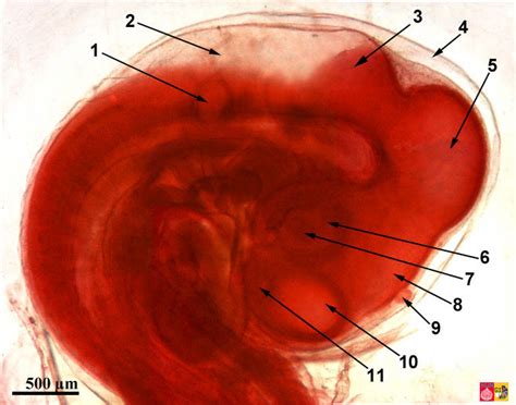 Embryology Of Chicken H And Older