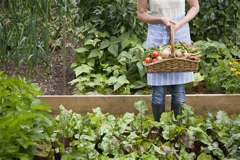 6 Things To Consider When Planning A Vegetable Garden