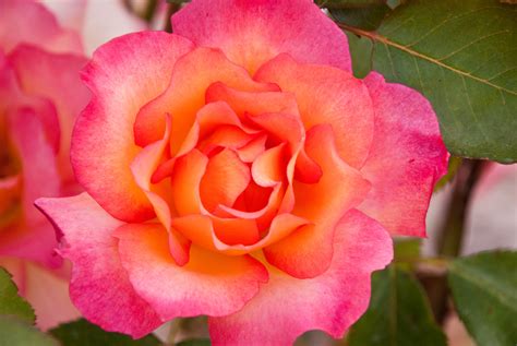 Rainbow Sorbet Rose At The Aars Richmond Rose Garden I Flickr