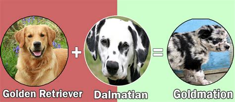 Here are 30 golden retriever mixes we want to 3. What Happens When You Cross Dalmatian With Other Dog Breeds