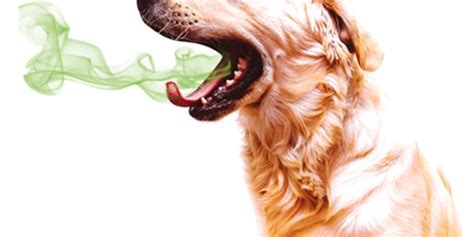 Why does my cat have bad breath? Bad Pet Breath? 10 Important Things You Need To Know...