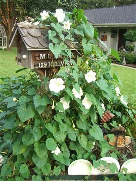 Buy an acre of land on the moon at moonestates.com. Moonflower Vine... | gardening | Flowering vines ...