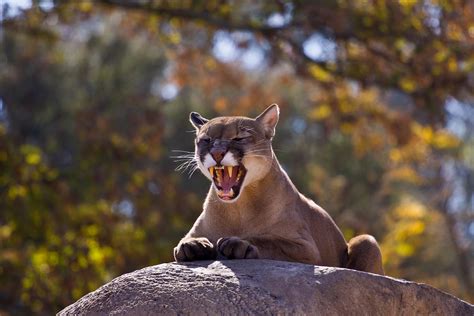 Currently the population of pumas, which are also known as cougars and mountain lions, is healthy and these animals don't seem to be having any issues in. Puma - suçuarana ou onça-parda - ecologia, características ...