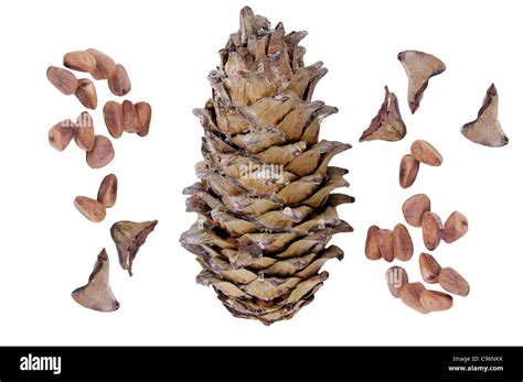 Big Pine Cone With Seeds Is Isolated Stock Photo Alamy