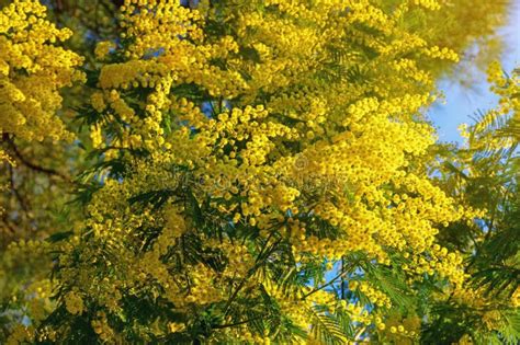 Spring Flowers Branches Of Acacia Dealbata Tree In Bloom Stock Photo