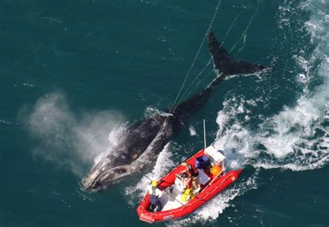 Maine Nonprofit Launches Right Whale Protection Campaign