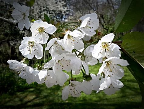 White Cherry Blossom Karen Phillips