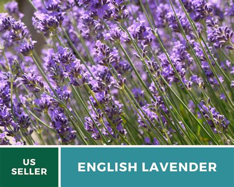 Lavender English True Lavender Seeds Fragrant Herb Etsy Uk