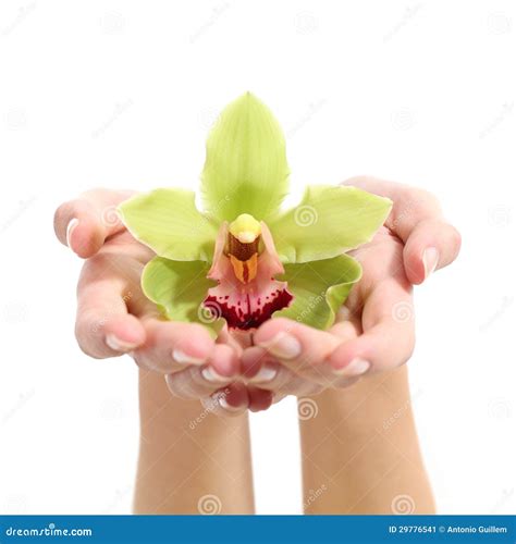 Beautiful Woman Hand Holding A Green Orchid Stock Image Image Of