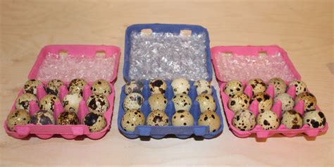 Wo kann man Bruteier kaufen? Diese Shops bieten ...