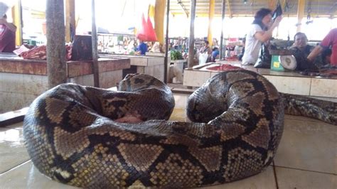 12 manfaat dan khasiat daging perkutut untuk kesehatan. Piton sebesar batang kelapa pernah dijual di Pasar Tomohon ...