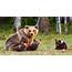 Brown Bear Family In Finland  Hardcoreaww