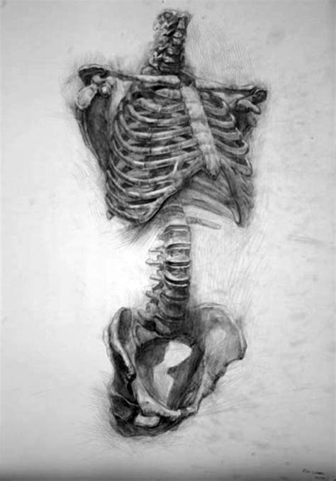 Torso Skeleton Anatomy Drawing 1 Tumblr Arte De Anatomía When