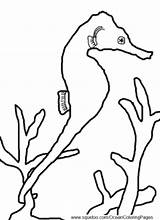 Coloring Pages Seahorse Ocean Facts Animal Seahorses Hubpages sketch template