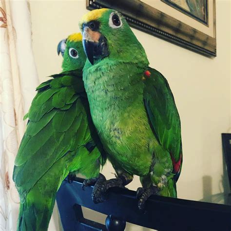 Amazon Parrots For Sale Exotic Pet Birds Inc