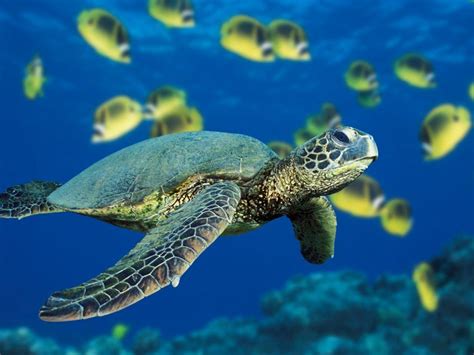 Public Domain Sea Turtle 1024x768 Wallpaper Teahub Io