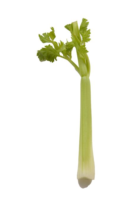 Vegetable Celery Png High Quality Image Png Arts