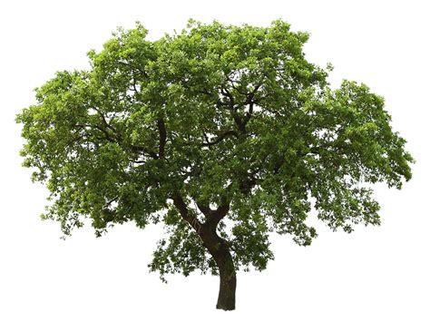 Collection Of Trees Png Hd Pluspng