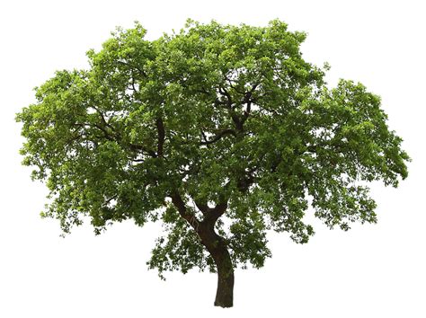 Free Tree Transparent Png Download Free Tree Transparent Png Png