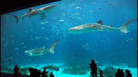 First Responders To Get Free Admission To Georgia Aquarium Throughout