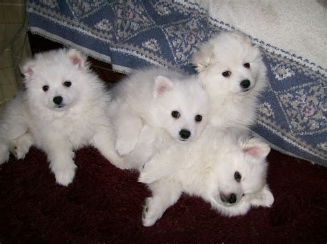 American Eskimo Puppies What Could Be Cuter American Eskimo Puppy