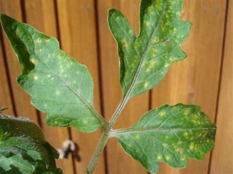 Green leaves scent — запах зеленых листьев. yellow spots on young tomato leaves - Ask an Expert