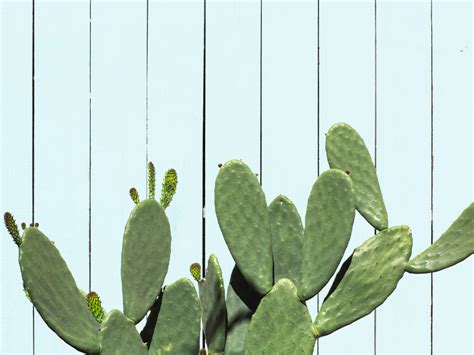 How to tell when it's time to water your cactus: Is Cactus Water Good for You?