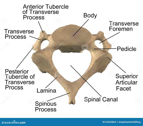 The Anatomy of the Cervical Spine C4 Stock Illustration - Illustration