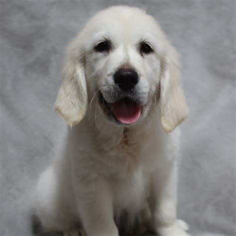 In this video, you get to see a litter of golden retriever puppies growing, playing, becoming mischievous and just generally looking adorable as. Petland Overland Park has Golden Retriever puppies for ...