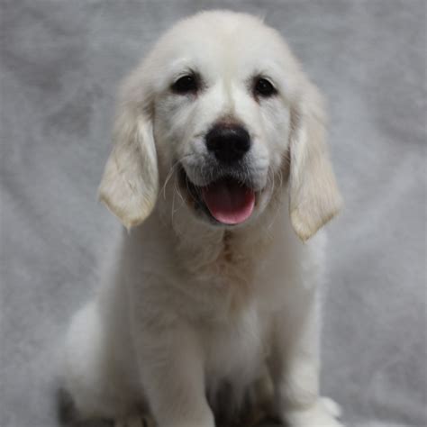 They are introduced to crate training and should be able to spend most of the night in the crate within the first week after. Petland Overland Park has Golden Retriever puppies for ...