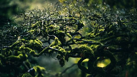 Branch Wet Moss And Plant 4k Hd Wallpaper