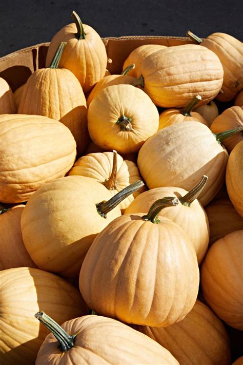 A Guide To All Different Types Of Pumpkins In 2020 Pumpkin Varieties