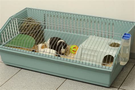 What You Ought To Know About Caring For Baby Guinea Pigs
