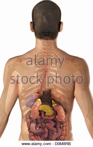 However, there is no universally standard definition of what constitutes an organ, and some tissue groups' status as one is debated. Rear view of the upper body with the digestive system and kidneys Stock Photo, Royalty Free ...