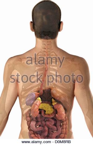 This diagram depicts human anatomy diagram of organs with parts and labels. Rear view of the upper body with the digestive system and ...