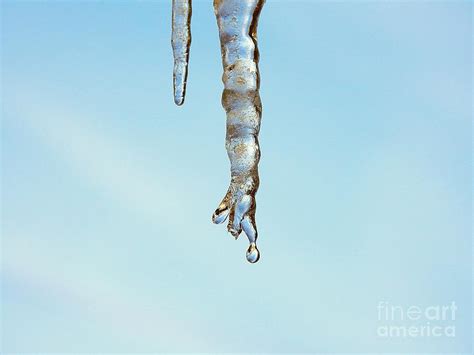 Dripping Finger Icicle Photograph By Carmen Macuga Fine Art America