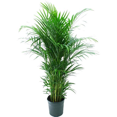 Although these plants aren't easy to keep. Delray Plants Areca Palm (Dypsis lutescens) Easy to Grow ...