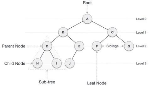 Binary Tree Data Structures Algorithm