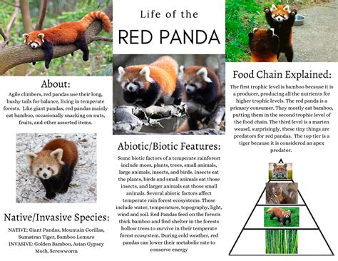 Red Panda Food Chain