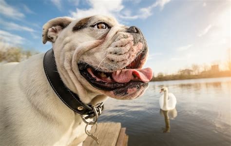 The best english bulldog names fall into a few categories. 400+ Bulldog Names: Awesome, Cool and Popular Names For ...