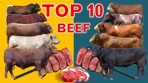 Top 10 Cattle Beef Breeds Highest Average Daily Gain The World From Weaning To Yearling Age