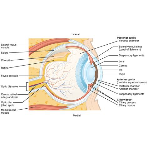 Eye Muscle Anatomy