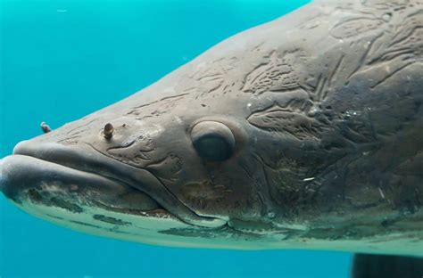 Le Pirarucú Lun Des Plus Gros Poissons Du Monde